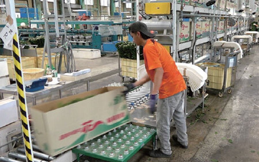 最下段のラインに投入され下流へ搬送される